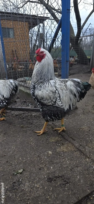 vand cocosi wyandotte  - imagine 2