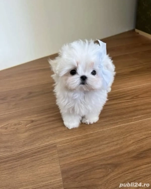 Bichon alb asigur transport - imagine 2