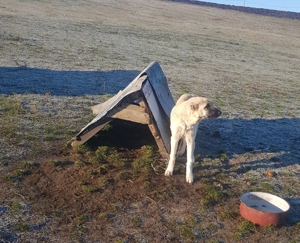 Vand femela de kangal