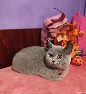 Pisicuță British Shorthair Blue - imagine 3