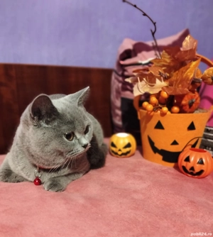 Pisicuță British Shorthair Blue - imagine 2