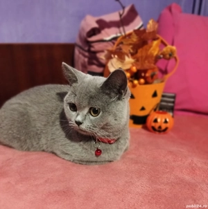 Pisicuță British Shorthair Blue - imagine 4