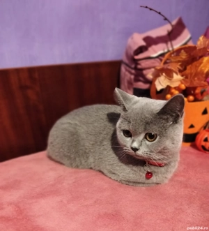 Pisicuță British Shorthair Blue - imagine 5