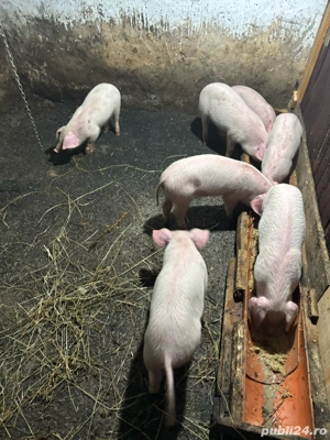 Purcei de vânzare   URGENT   preț negociabil - imagine 3