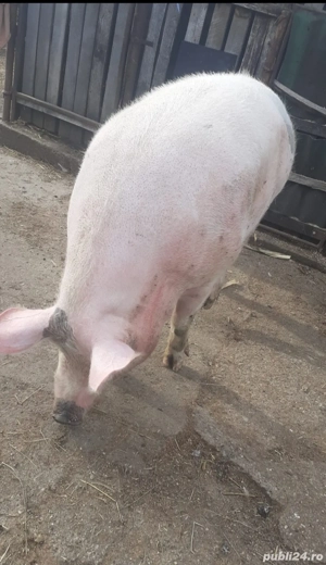 Vand porc 350kg rasa de carne - imagine 4