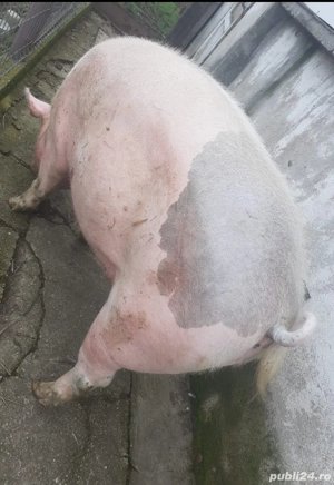 Vand porc 350kg rasa de carne - imagine 2