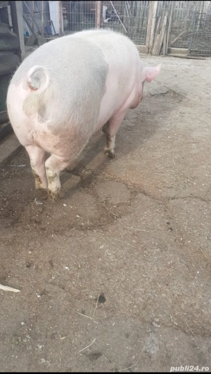 Vand porc 350kg rasa de carne - imagine 5