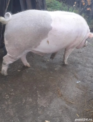 Vand porc 350kg rasa de carne