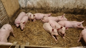 Purcei de vanzare - imagine 4