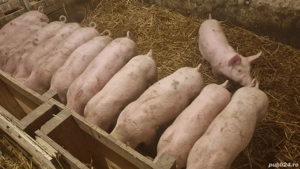 Purcei de vanzare - imagine 5