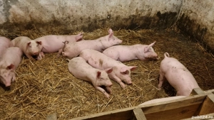 Purcei de vanzare - imagine 2