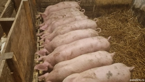 Purcei de vanzare - imagine 3