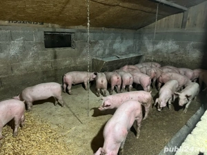 vand grasuni  - imagine 3