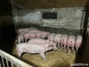 vand grasuni  - imagine 2