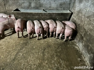 vand grasuni  - imagine 4