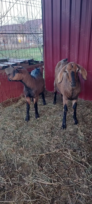 Iedute de vânzare  - imagine 2