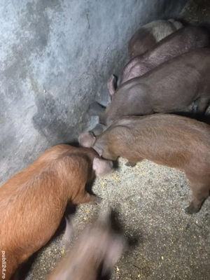 purcei de 11 saptamani  - imagine 3