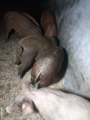 purcei de 11 saptamani  - imagine 2