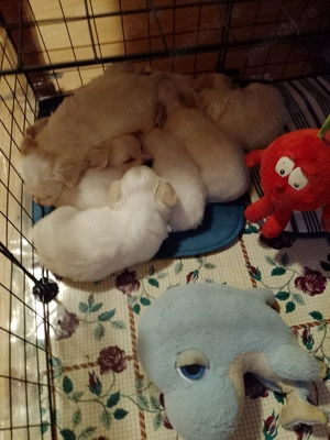 Vând cățeluși bisoni 