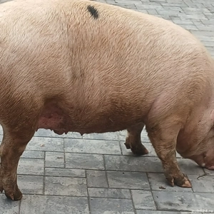 porci mari tiner - imagine 2