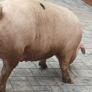 porci mari tiner - imagine 6