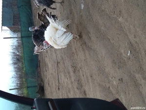 vând curcani de curte hrăniți bio  - imagine 2