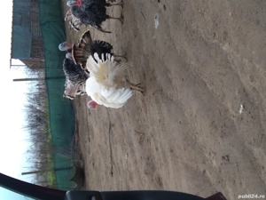 vând curcani de curte hrăniți bio  - imagine 3