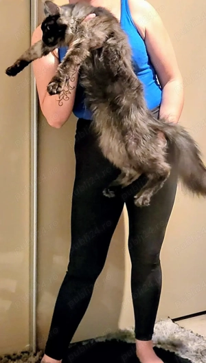 Baietel Maine Coon    - imagine 4