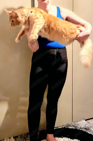 Baietel Maine Coon    - imagine 5