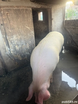 porc pentru sacrificat - imagine 5