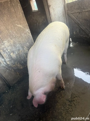 porc pentru sacrificat - imagine 4