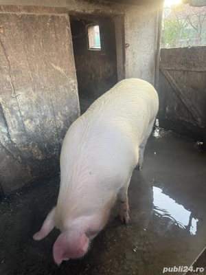 porc pentru sacrificat - imagine 2