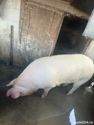 porc pentru sacrificat - imagine 3