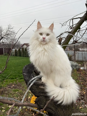 Maine Coon adult
