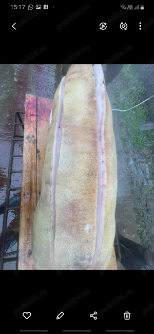 Carcasă carne de porc  - imagine 4