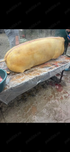 Carcasă carne de porc  - imagine 5