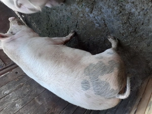 Carcasă carne de porc  - imagine 3