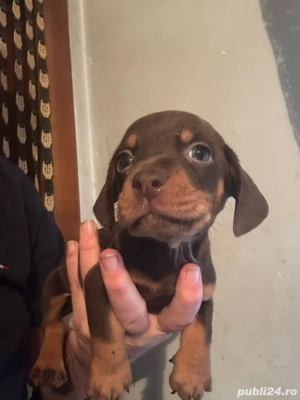 baiat Teckel Ciocolatiu - imagine 3