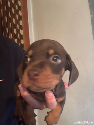 baiat Teckel Ciocolatiu