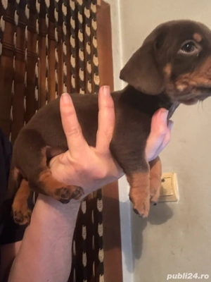 baiat Teckel Ciocolatiu - imagine 2