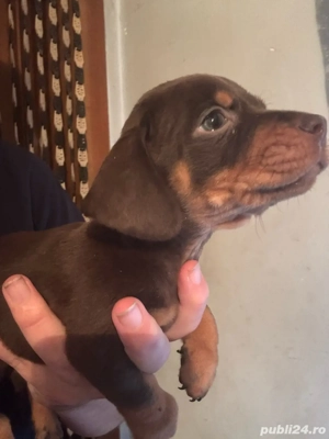 baiat Teckel Ciocolatiu - imagine 4