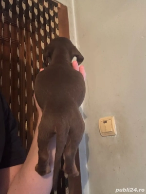 baiat Teckel Ciocolatiu - imagine 5