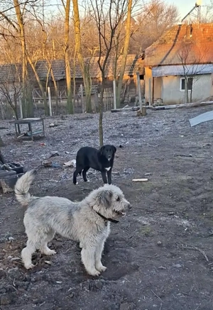 Ciobanesc Mioritic femela 10 luni.