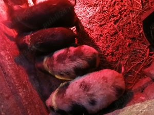 vând purcei - imagine 2