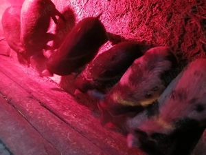 vând purcei - imagine 4