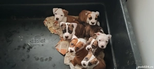 Pui Amstaff  - imagine 5