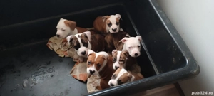 Pui Amstaff  - imagine 3