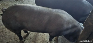 porc de vânzare 