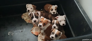 Pui Amstaff  - imagine 2