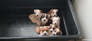 Pui Amstaff  - imagine 4